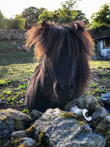 A pony near the house
